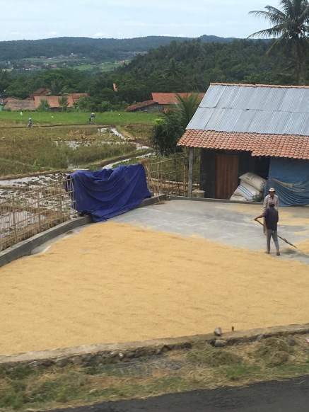 A farmer drying his rice